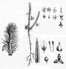 Image result for Mayaca