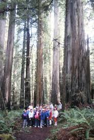 One tree was measured at 367.8 feet (112.1 meters) tall. Basic Information Redwood National And State Parks U S National Park Service