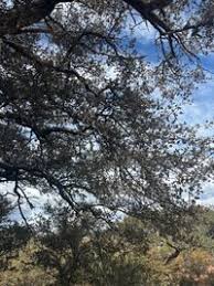 Image result for Androstachys johnsonii