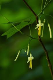 Image result for Riocreuxia torulosa