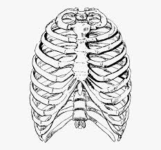 The rib cage is formed by the sternum, costal cartilage, ribs, and the bodies of the thoracic vertebrae. Ribs Front Rib Cage Ribs Rib Skeleton Human Rib Cage Drawing Hd Png Download Kindpng