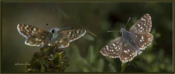 Butterfly Kizil Zip Zip Sayin Adnan Atac Deklansorunden Kizillar Zibin Kelebekler