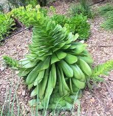 Ever wonder why some of your succulents die after blooming? How Why When And What To Do With Flowering Succulents Succulent Plant Care