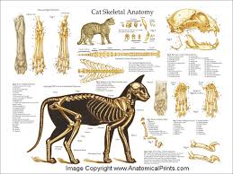 Anatomy animal animalanatomy animals biology bones cat domesticcat feline housecat howtodraw muscles musculature domestic cat studies drawn from a skeleton in the taxidermy lab (which we affectionately call the dead room) at the. Skeletal Anatomy Of The Domestic Cat Poster