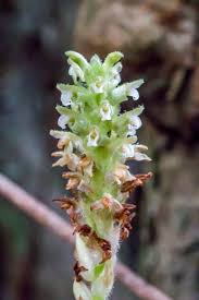 Image result for Platylepis glandulosa