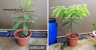 Di halaman ini dijelaskan mengenai tugas pokok dan fungsi dari unsur pimpinan dan komponen pengadilan. Rupanya Tip Nak Tanam Pokok Kari Caranya Kena Potong Bahagian Pucuk Lama Lama Merimbun Ala Bonsai Keluarga