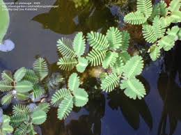 Image result for Neptunia oleracea