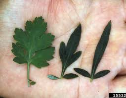 Maybe you would like to learn more about one of these? Artemisia Vulgaris Lower Hudson Partnership For Regional Invasive Species Management