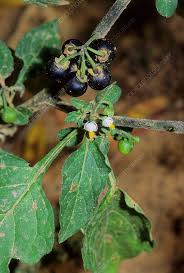Image result for Solanum giganteum