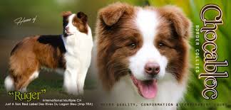 Chocabloc Border Collies