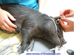 Veterinarians Willing To See Mini Pigs Mini Pig Info