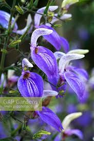 Image result for Brillantaisia cicatricosa