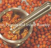 ROSEHIPS: How to Harvest, Prepare and Make Rosehip Infused ...