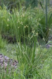 Image result for Juncus