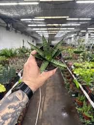 Image result for Sansevieria