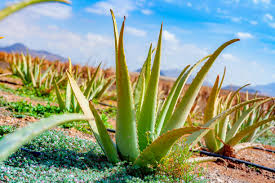 Image result for Aloe cameronii