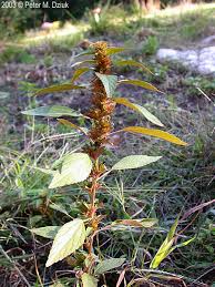Image result for Acalypha polymorpha