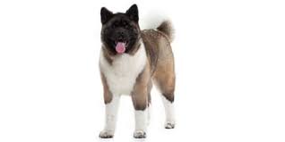 This dog has an elegant physical appearance with a natural gait and flowing coat. American Akita Grosse Gewicht Wesen Temperament Erziehung
