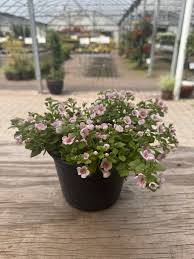 Image result for foto bacopa