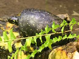 You might also need to build a turtle trap if you have a pond in your yard. Ohio S 12 Species Of Turtles At A Glance Trekohio