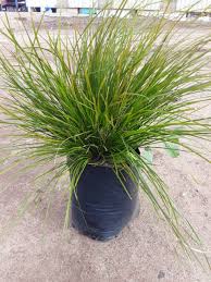 A delicious recipe for lemon fizz, with vodka, triple sec, club soda and lemonade. Lomandra Longifolla Tanika 10lt Click Plant
