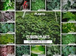 The word vine can also refer to such stems or runners themselves, for instance, when used in wicker work. Complete List Of Vine Plants For Vivariums Care Guide Tips