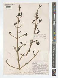 Image result for Coptosperma