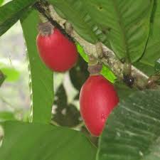 Image result for Uvariodendron