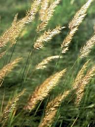 Image result for Sorghastrum