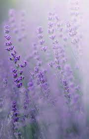 Plants Photography Lavender Fields 56 Ideas Flowers Photography Plant Photography Flower Aesthetic