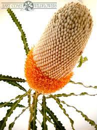 Banksia Prionotes Available Jan April Soft Velvety Australian Native Flower Ivory White Australian Flowers Australian Native Flowers Australian Wildflowers