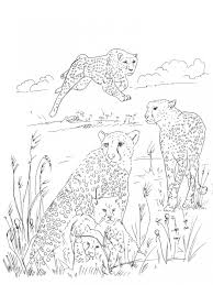 You can now download the best collection of cheetah coloring pages image to print. Get This Cheetah Coloring Pages To Print 7xb3m