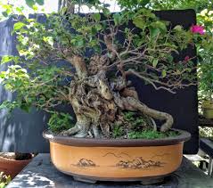You also want to keep them away form areas that experience sub 60 degree temperatures. Repotting My Bougainvillea Beastie Adam S Art And Bonsai Blog