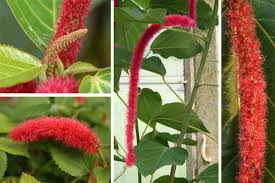 Image result for Acalypha hispida