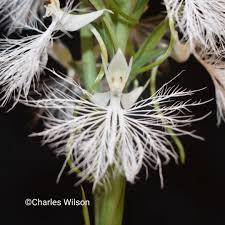 Image result for Habenaria leucotricha