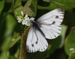Image result for Pieris napi