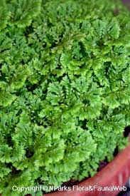 Image result for Selaginella soyauxii