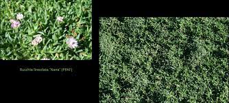 We did not find results for: 9 Ruschia Nana Dwarf Carpet Of Stars Ideas Turf Grass Succulent Landscaping Lawn
