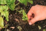 5 Weeds That Are Actually Super Foods In 2020 Plants Grow Organic Seed Starting