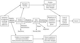 Your health is more important than anything else. Figure 6 4 Pathway For Causation Of Cancer By Carcinogens In Tobacco Smoke The Health Consequences Of Smoking 50 Years Of Progress Ncbi Bookshelf
