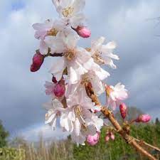 Prunus Subhirtella Autumnalis Winter Flowering Cherry Tree 10 12cm Grith Kingco Co Uk Flowering Cherry Tree Cherry Tree Prunus