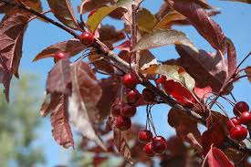 Royal raindrops flowering crab is a deciduous tree with an upright spreading habit of growth. Tree Of The Month Royal Raindrops Crabapple Tree Cherokee Tree Care