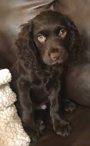 We did not find results for: Boykin Spaniel Dog Breed Information And Pictures