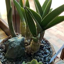 Image result for Eulophia petersii