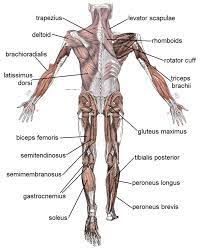 Click on the labels below to find out more about your muscles. Human Muscle Diagrams Labeled 101 Diagrams