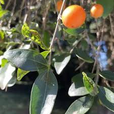 Image result for Crotalaria pallidicaulis