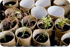 You can start growing flower seeds indoors, in a planter, or outside in your garden or flower bed. Growing From Seed Picklebums