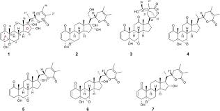 Image result for Discopodium penninervium