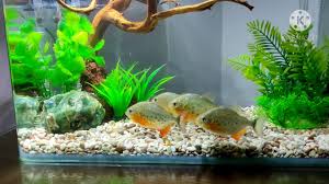 Aquarium unik buatan sendiri / 12 gambar akuarium unik dan keren anti mainstream dunia fauna hewan binatang tumbuhan dunia fauna hewan binatang tumbuhan : Trik Sederhana Penggunaan Mist Maker Guna Memperindah Aquarium Cantik Menjadi Unik Dan Berbeda Cara Mudah Di 2021 Rabab Minangkabau