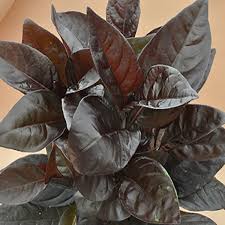 Image result for Pseuderanthemum